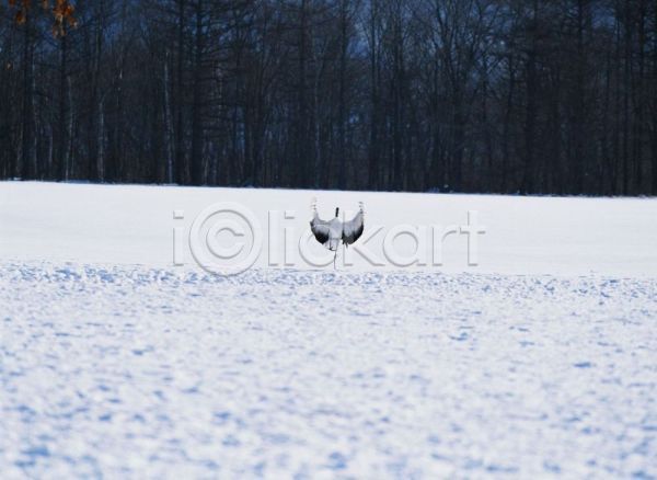 사람없음 JPG 포토 겨울 계절 눈(날씨) 동물 사계절 야외 자연 조류 주간 척추동물 학 한마리