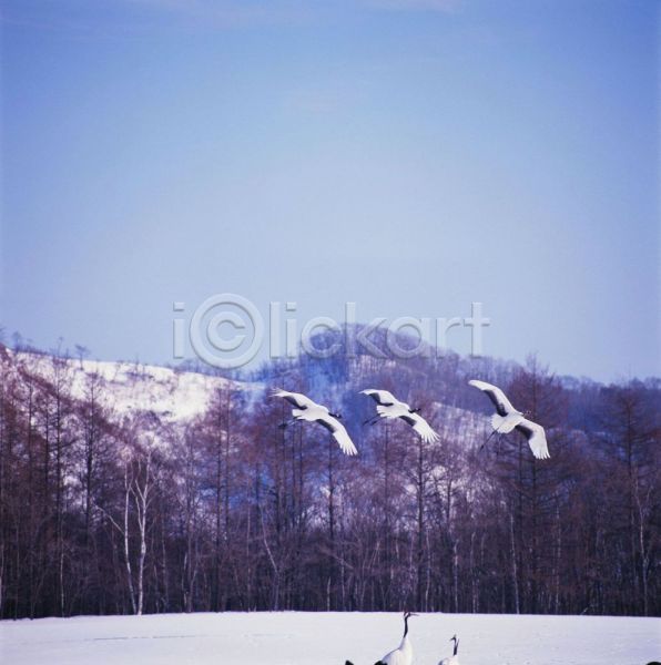 사람없음 JPG 포토 겨울 계절 나무 눈(날씨) 동물 사계절 야외 여러마리 자연 조류 주간 척추동물 파란색 학
