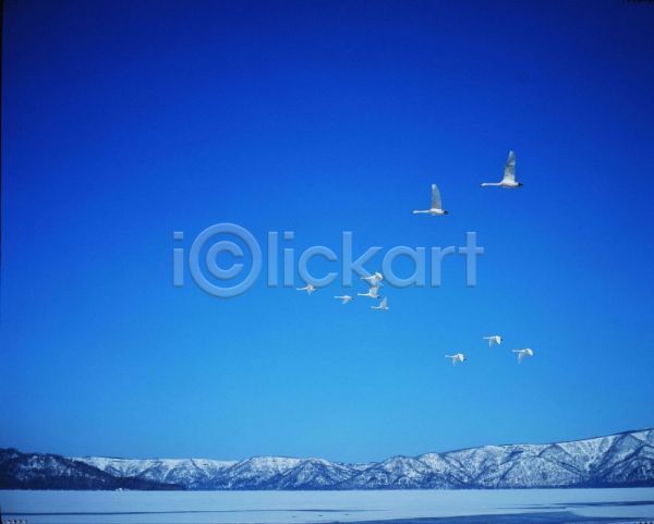 사람없음 JPG 포토 겨울 계절 눈(날씨) 동물 백조 사계절 야외 자연 조류 주간 파란색 풍경(경치) 하늘
