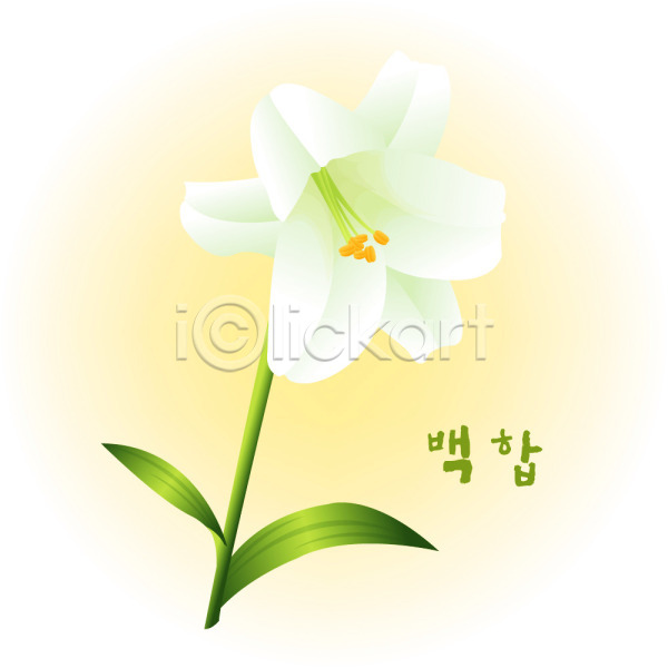 사람없음 EPS 일러스트 계절 꽃 꽃백그라운드 백그라운드 백합(꽃) 식물 여름(계절) 여름꽃 자연 컬러 클립아트 흰색