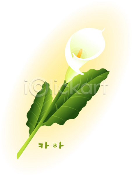 사람없음 EPS 일러스트 계절 꽃 꽃백그라운드 백그라운드 식물 여름(계절) 여름꽃 자연 카라 칼라꽃 컬러 클립아트
