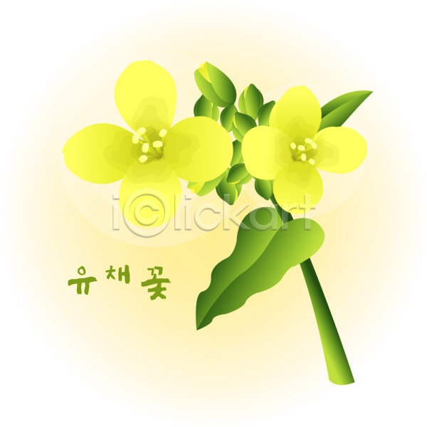 사람없음 EPS 일러스트 계절 꽃 꽃백그라운드 노란색 백그라운드 봄 봄꽃 식물 유채 자연 컬러 클립아트