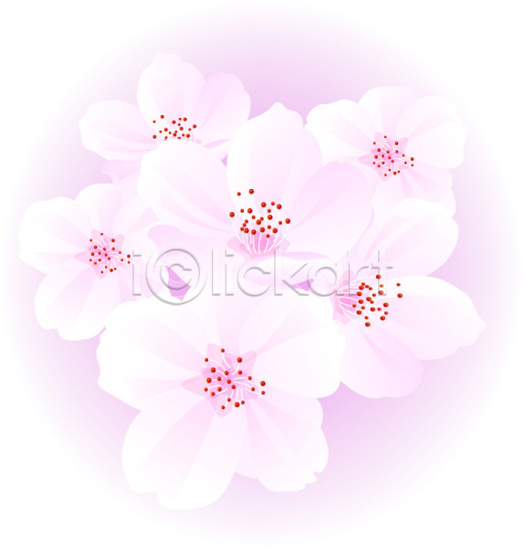 사람없음 EPS 일러스트 꽃 벚꽃 분홍색 식물 자연 컬러 클립아트