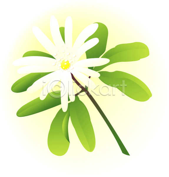 사람없음 EPS 일러스트 꽃 들꽃 식물 자연 컬러 클립아트 흰색