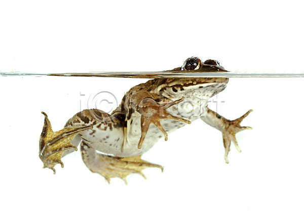 사람없음 JPG 포토 해외이미지 갈색 개구리 동물 두꺼비 물 수영 수족관 야생동물 유럽 초록색 프랑스 해외202004 흰배경