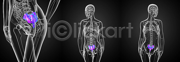사람 사람없음 3D JPG 포토 해외이미지 골격 기둥 뼈 척추 해부 해외202004 해외포토
