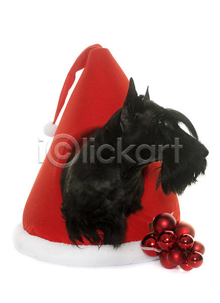 사람없음 JPG 포토 해외이미지 강아지 개 검은색 동물 반려동물 빨간색 산타모자 컨셉 쿠션 크리스마스 테리어 해외202004 흰배경
