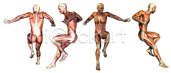 남자 사람 사람없음 성인 3D JPG 일러스트 포토 해외이미지 각도 건강 고립 과학 교육 궤 근육 근육질 누드 모양 생물학 서기 서식 스포츠 시스템 신체 약 육류 자연 진짜 팔 포즈 피부 해부 해외202004 해외포토 힘