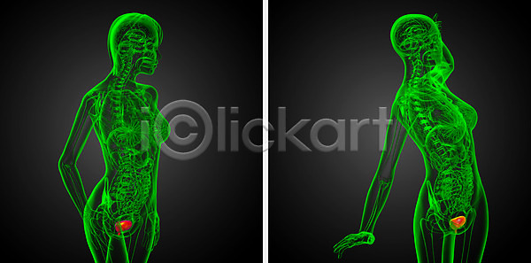 사람 사람없음 3D JPG 포토 해외이미지 건강 검은색 몸통 방광 생물학 순환 신장 오르간 해부 해외202004 해외포토