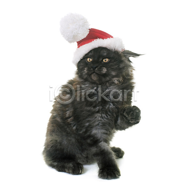사람없음 JPG 포토 해외이미지 검은색 고양이 놀이 동물 반려동물 산타모자 컨셉 크리스마스 해외202004 흰배경
