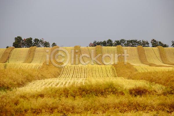 사람없음 JPG 포토 해외이미지 가을(계절) 농업 농작물 농장 밭 밭일 수확 야외 자연 추수 풍경(경치) 해외202004