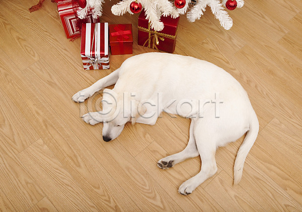 유머 축하 행복 사람없음 JPG 포토 해외이미지 강아지 개 기다림 동물 래브라도리트리버 리트리버 반려동물 빨간색 선물 축제 컨셉 크리스마스 포유류 해외202004