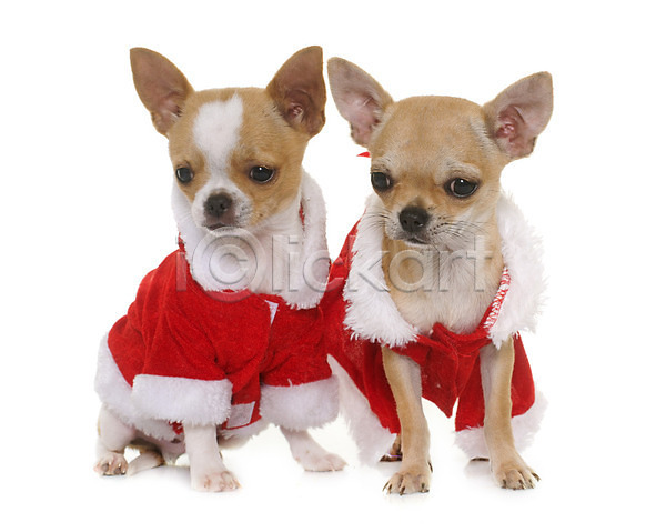 사람없음 JPG 포토 해외이미지 갈색 강아지 개 동물 두마리 반려동물 빨간색 산타옷 이벤트의상 치와와 컨셉 코트 크리스마스 해외202004 흰배경