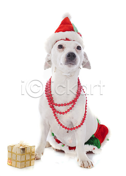 사람없음 JPG 포토 해외이미지 개 동물 반려동물 빨간색 선물 실내 앉기 이벤트의상 컨셉 크리스마스 테리어 해외202004 흰배경 흰색