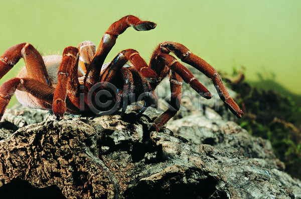 사람없음 JPG 포토 해외이미지 거미 검은색 내추럴 물 아프리카 야생동물 야외 자연 털 풍경(경치) 해외202004