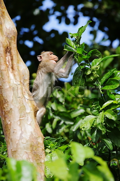 사람없음 JPG 포토 해외이미지 나무 나뭇가지 동물 새끼 야생동물 원숭이 자연 작음 장난 포유류 해외202004