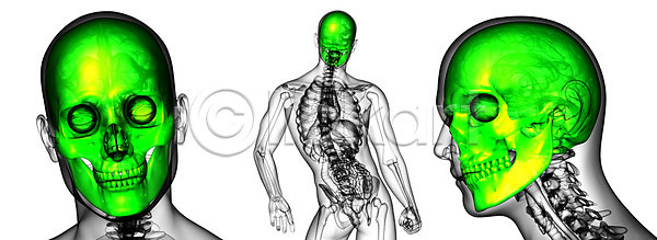 사람 사람없음 3D JPG 포토 해외이미지 건강 골격 머리 뼈 죽음 턱 해골모형 해부 해외202004