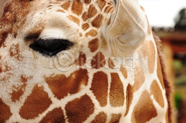 사람없음 JPG 포토 해외이미지 기린 눈(신체부위) 닫기 동물 동물원 머리 아프리카 피부 해외202004