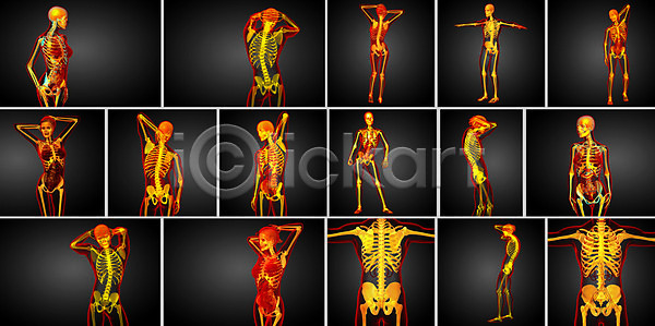 사람 사람없음 3D JPG 포토 해외이미지 건강 골격 관절 무릎 뼈 엑스레이 정형외과 척추 테라피 해골모형 해부 해외202004 해외포토
