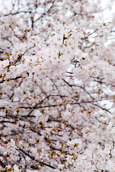 사람없음 JPG 소프트포커스 포토 해외이미지 벚꽃 벚나무 봄 야외 해외202004
