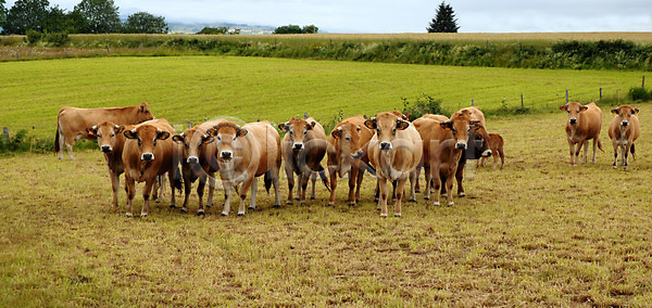 사람없음 JPG 포토 해외이미지 가축 그룹 농장 동물 밭 소 송아지 시골 자연 초원 프랑스 해외202004 해외포토 황소