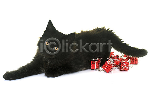 사람없음 JPG 포토 해외이미지 검은색 고양이 놀이 동물 반려동물 선물 오브젝트 이벤트의상 장난감 컨셉 크리스마스 해외202004 흰배경