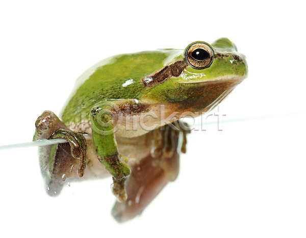사람없음 JPG 포토 해외이미지 개구리 고립 나무 동물 야생동물 양서류 유럽 초록색 프랑스 피부 해외202004 흰배경