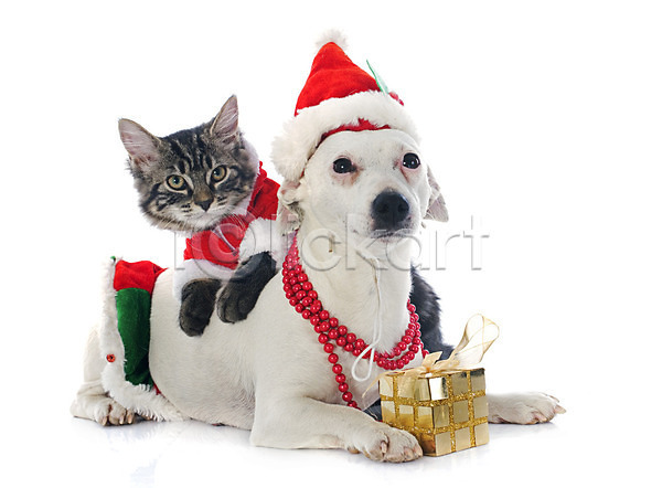 사람없음 JPG 포토 해외이미지 개 고양이 동물 두마리 반려동물 산타모자 선물 실내 이벤트의상 컨셉 크리스마스 테리어 해외202004 흰배경 흰색