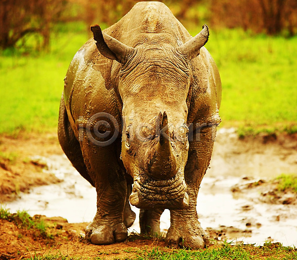 위험 사람없음 JPG 포토 해외이미지 계절 동물 목욕 방목 밭 뿔 사파리 서식지 아프리카 야생동물 야외 얼굴 여름(계절) 자연 진흙 초식동물 코뿔소 큼 해외202004 황무지