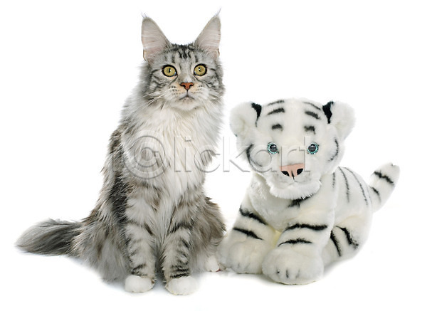 사람없음 JPG 포토 해외이미지 2 고립 고양이 놀이 동물 반려동물 오브젝트 은색 장난감 큼 해외202004 호랑이 회색 흰배경