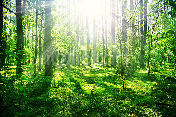 사람없음 JPG 포토 해외이미지 계절 공원 나무 나뭇가지 맑음 무료이미지 야외 여행 일출 풍경(경치) 하이킹 해외202004 햇빛