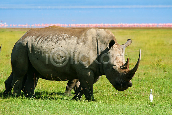 보호 위험 평화 사람없음 JPG 포토 해외이미지 계절 동물 방목 밭 뿔 사바나 사파리 서식지 아프리카 야생동물 야외 여름(계절) 자연 장면 케냐 코뿔소 큼 풍경(경치) 해외202004 호수 황무지