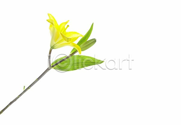 사람없음 JPG 근접촬영 포토 가로 꽃 노란색 누끼 백합(꽃) 식물 실내 여름꽃 초록색 한송이