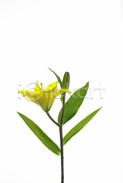 사람없음 JPG 근접촬영 포토 꽃 노란색 누끼 백합(꽃) 세로 식물 실내 여름꽃 초록색 한송이