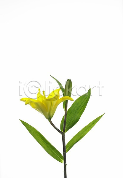 사람없음 JPG 포토 가로 꽃 노란색 누끼 백합(꽃) 스튜디오촬영 식물 실내 여름꽃 초록색 한송이