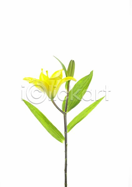 사람없음 JPG 근접촬영 포토 가로 꽃 노란색 누끼 백합(꽃) 스튜디오촬영 식물 실내 여름꽃 초록색 한송이