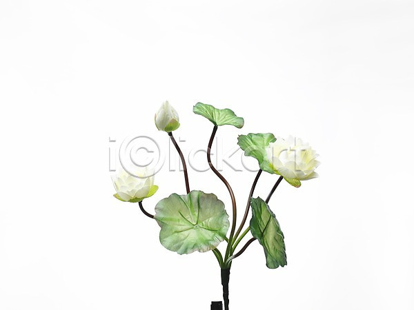 사람없음 JPG 포토 가로 꽃 누끼 스튜디오촬영 식물 실내 여름꽃 연꽃(꽃) 연잎 초록색 흰색