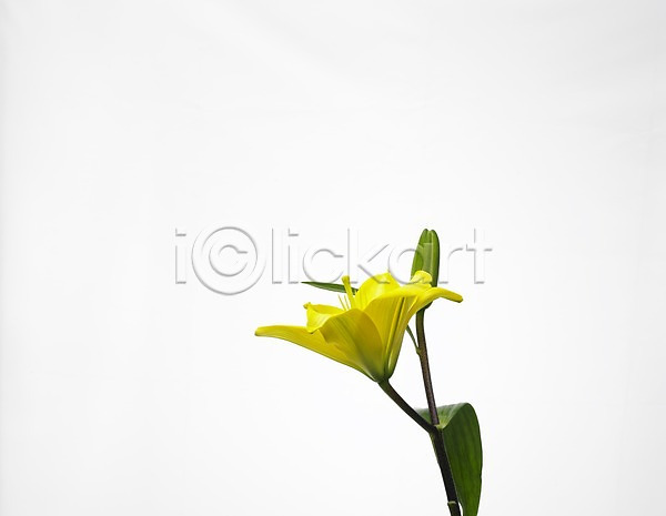 사람없음 JPG 근접촬영 포토 가로 꽃 노란색 누끼 백합(꽃) 스튜디오촬영 식물 실내 여름꽃 초록색 한송이