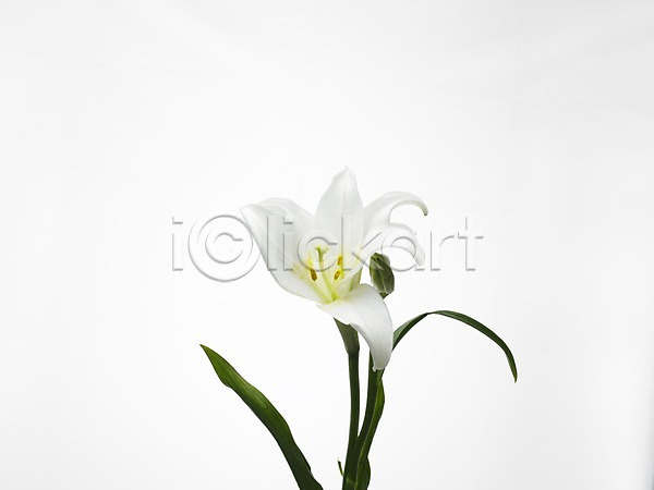 사람없음 JPG 근접촬영 포토 가로 꽃 누끼 백합(꽃) 스튜디오촬영 식물 실내 여름꽃 초록색 한송이 흰색