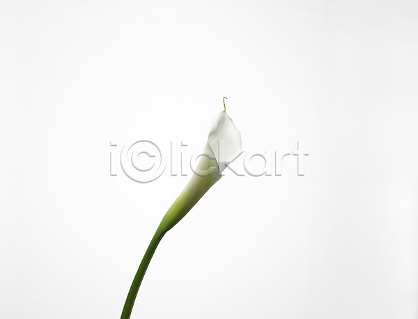 사람없음 JPG 근접촬영 포토 가로 꽃 누끼 스튜디오촬영 식물 실내 여름꽃 초록색 카라 한송이 흰색