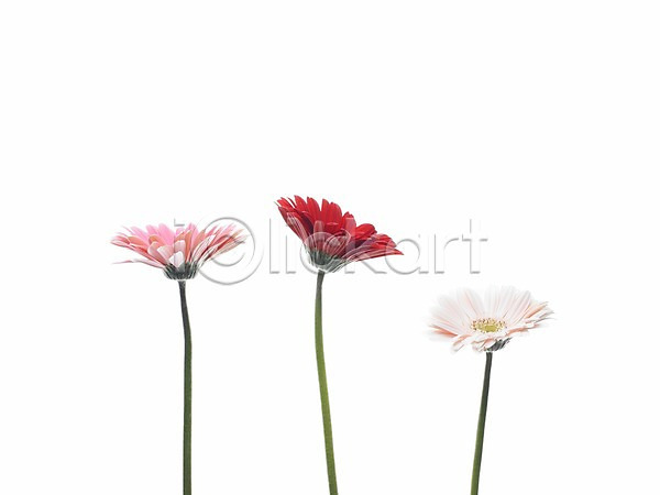 사람없음 JPG 근접촬영 포토 가로 가을꽃 거베라 꽃 누끼 분홍색 빨간색 세송이 스튜디오촬영 식물 실내 초록색 컬러풀