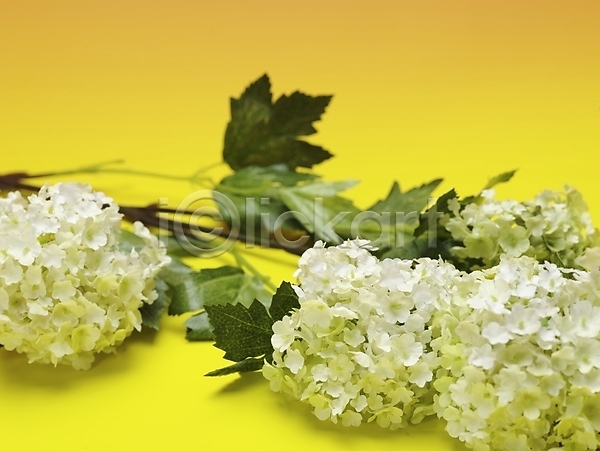 사람없음 JPG 근접촬영 포토 가로 꽃 노란색 수국 스튜디오촬영 식물 실내 여름꽃 초록색 흰색