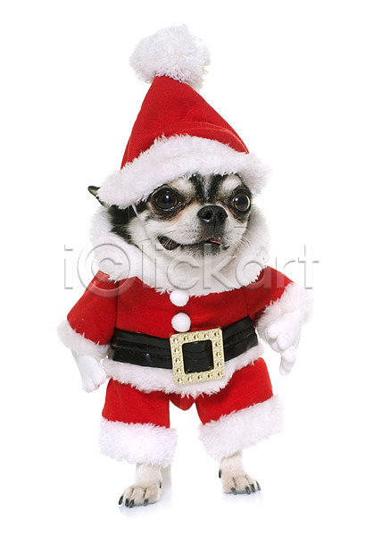 유머 사람없음 JPG 포토 해외이미지 개 동물 반려동물 빨간색 산타옷 이벤트의상 치와와 컨셉 크리스마스 해외202004 흰배경