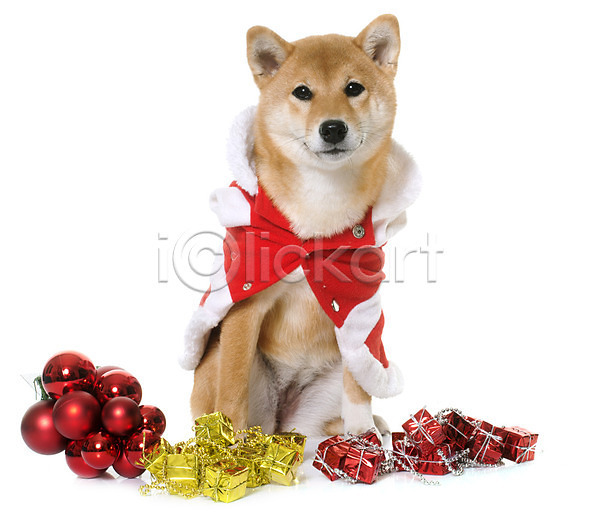 사람없음 JPG 포토 해외이미지 갈색 강아지 개 동물 반려동물 빨간색 산타옷 선물 이벤트의상 장식 컨셉 코트 크리스마스 해외202004 흰배경