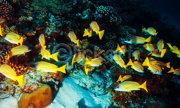 사람없음 JPG 포토 해외이미지 강렬 깊이 동물 몰디브 물 바다 바닷속 산호 생태계 수중 야생동물 야외 어류 여름(계절) 여행 해외202004 햇빛