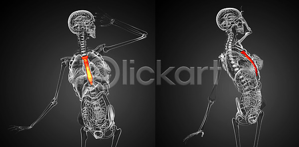 남자 사람 사람없음 3D JPG 포토 해외이미지 가슴 건강 골격 그래픽 뼈 생물학 오렌지 해부 해외202004 해외포토