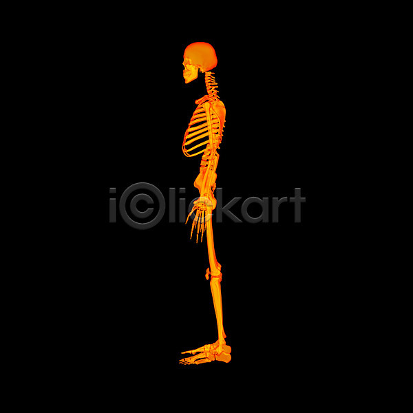 고통 사람 사람없음 3D JPG 일러스트 포토 해외이미지 건강 골격 골다공증 과학 궤 그래픽 내부 만들기 바비큐립 뼈 신체 엉덩이 척추 해부 해외202004