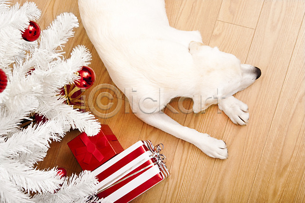 달콤 유머 축하 행복 사람없음 JPG 포토 해외이미지 강아지 개 계절 나무 동물 래브라도리트리버 리트리버 반려동물 빨간색 선물 이벤트의상 축제 컨셉 크리스마스 포유류 표현 해외202004