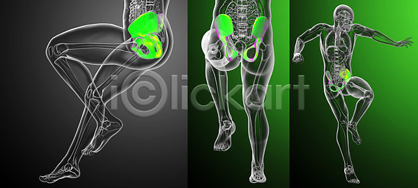 사람 사람없음 3D JPG 포토 해외이미지 건강 골격 뼈 엉덩이 연골 자궁 척추 해부 해외202004 해외포토