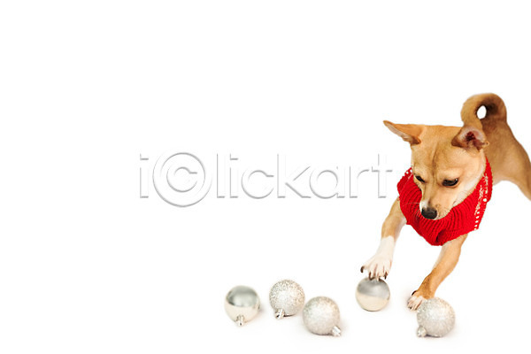 축하 사람없음 JPG 포토 해외이미지 강아지 개 반려동물 스웨터 이벤트의상 장난 장식볼 치와와 컨셉 크리스마스 한마리 해외202004 흰배경